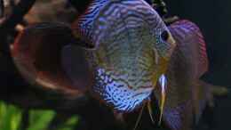 Video Güne Diskus bei Laichvorbereitung von Diskus-Amanã (pxA8PDH-Pt8)