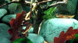 Video ~~ Steinwald ~~ von ehemaliger User (py7Qb58vnCU)