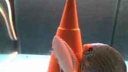 Video Diskus 1 von Eberhard Brammer (q1VZLgSFdNE)