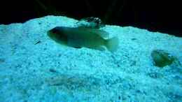 Video Neolamprologus Ocellatus Junge von ehemaliger User (q3CwZP9Tu5g)