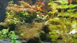 Video Fische von Tabu (q3R8uqXHyZQ)