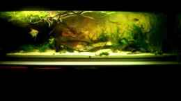 Video Angelfish Biotope Tank von ehemaliger User (qCRxCLIyh-Y)