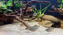 Video South america community tank von ehemaliger User (qXkHqbY2Wdg)