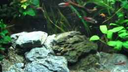 Video Sewellias on the rocks! von ehemaliger User (qmTRNFtDegk)