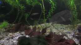 Video Imbellis Jungfische 7 Wochen alt von okefenokee (qpM1cIteRUE)