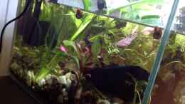 Video Standbild auf roter Pflanze von Ceylon (qxPIRHa45lk)