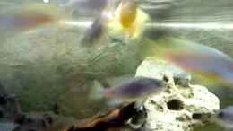 Video Malawi Fütterung von Laska (r-7q4kl5OgY)