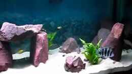 Video Mein kleiner Tanganjikasee von ehemaliger User (r2JN5xxkyy4)