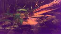 Video Dornaugenhabitat von Niklas125 (r3z_iYUdr8w)