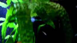 Video Cyprichomis Microlepidotus von Delta (r7v3tVbd6Yc)