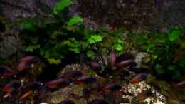 Video Tropheus Moliro von Ikolaner (rJxtKM7cgNs)