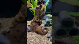 Video Zwei der neuen Sewellia linoleata von herkla (rKePvtaNkGY)