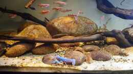 Video North American biotop 3 von Aqua fan (rTwHCXfTCmQ)