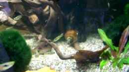 Video Guppybach 8 von schnitzler (rVAweDYcQd8)