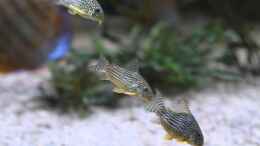 Video Sterbai beim ablaichen. Amazonas Diskus Becken 1700 Liter von Diskus-Amanã (rfpKa_386DY)