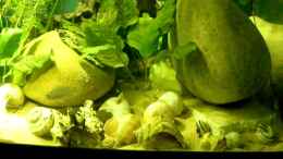 Video Schneckenbuntbarsche von Bazzi (rgUhztsIjUE)