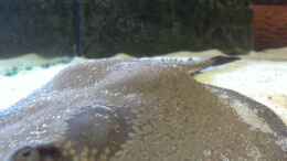 Video pot. reticulatus von AlexDhc (rjqvAofECIs)