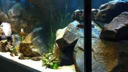 Video Balz P.similis von Michael Reiz (rsFqB9xTYG8)