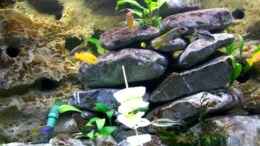 Video Malawi-Becken von wadde (rtBBEwbqnfQ)