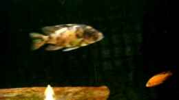 Video Gesamtrundschau 24.09.09 von Dt-Floppy (ryT75SrNqCU)