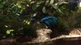 Video Aquariumfresher leistet volle Arbeit von Helga Kury (ry_TqFzYLFw)