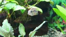 Video Elliots 8 Jungtiere - Erstbesatz  von Ronald Schultze (sJLZ8JOesIY)