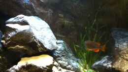 Video Paarungsritual C.borleyi von Michael Reiz (sOHSQt9lSfY)