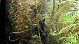 Video Crowntail Männchen von ehemaliger User (sQb1oNWXxo8)