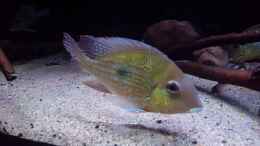 Video Video von einrichtungsbeispiele.de von Südamerika Aquanaut (sRMkXv_ia1M)