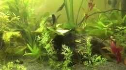 Video Durchs Aquarium Jan 18 von Ceylon (sUXl8G13oTY)