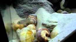 Video Umbauarbeiten von Koehler (sXgQiIDz9pE)