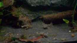 Video Das grosse Fressen von Lisa. (sdJ4OfpzM24)