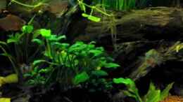 Video Amazonas von ehemaliger User (sdaD8YnanFE)