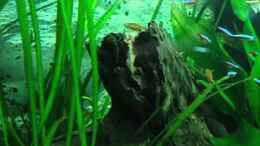 Video Video von Einrichtungsbeispiele.de von atom010 (skbE4LZQpBc)