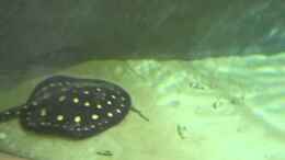 Video Neue Rochenweiber von Leopold68 (snnUdGJ6s4o)