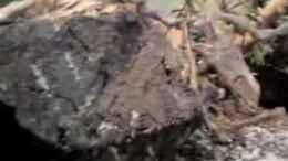 Video Schildi von ehemaliger User (sog8zNNXTQ4)