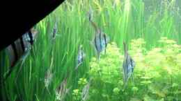 Video Fütterung von Richard Gärtner (srZ6rXCAJuI)