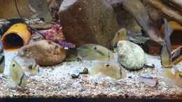 Video Maroni-Buntbarsch (Cleithracara maronii) F1 zusammen mit grünen Diskus von ravaka (swFep1ntvPE)