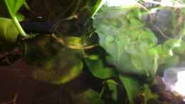 Video Der Filterauslauf von ehemaliger User (sxGWfN-Ni5Q)