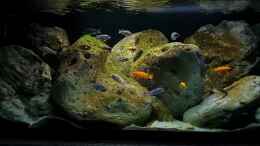 Video Mbuna Rock von Mel (t7QuhdDtmjU)