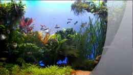 Video The Green Dream von Guppy62 (t9zbVAdPE34)