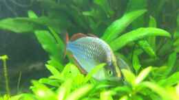 Video Balzendes Praecoxpärchen von axolotl (tAX1JUPdoRM)