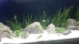 Video Tropheini in motion von Elsiman (tE2K3kOzt3s)