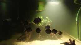 Video Scheibensalmler von kellerkind (tFXJw6vK2GI)