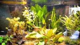 Video Amazonas von Michel (tNf3zNh320s)