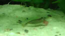 Video Video von Einrichtungsbeispiele.de von atom010 (tPujmAYylqc)