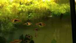 Video Asienbecken von m.k.b.1983 (tY-laoiatN0)