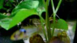 Video 85l Becken von B.V von Diskus-Freak®aka Benny&Anja (tYuczO5FRJY)