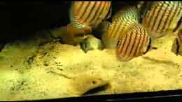 Video rochen Fütterung 2 von Der Fischer (ta-6eMgua84)