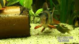 Video Meine Clownschmerlen (Botia macracanthus) von Hollyday (tu1nkGyn1bk)